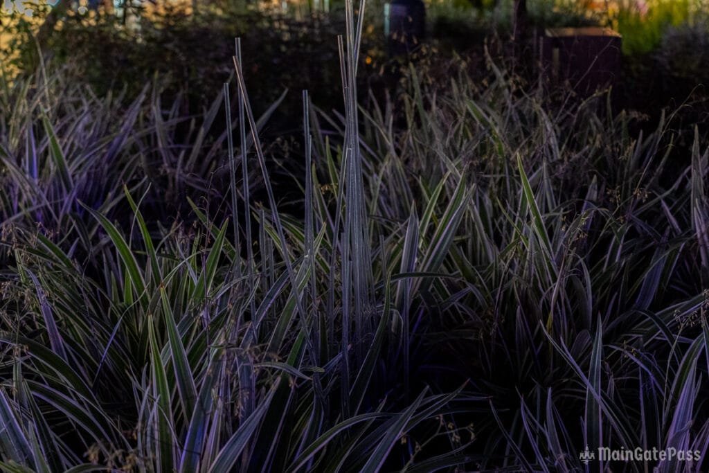 A dense patch of tall, green and striped plants with a dark background, illuminated by soft lighting, creating a nighttime garden atmosphere.